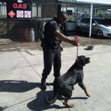 K9
